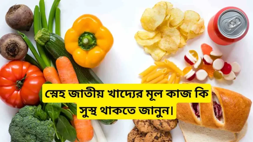 স্নেহ জাতীয় খাদ্যের মূল কাজ কি